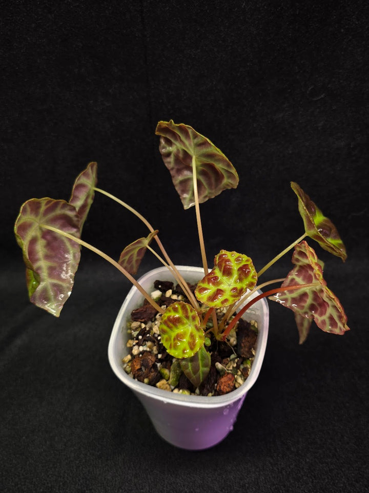 Begonia Goegoensis #01
