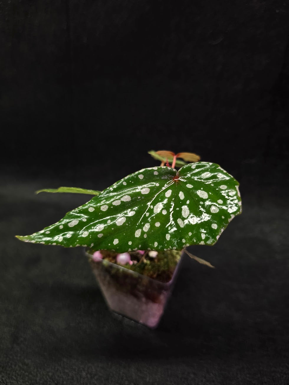 Begonia Malachosticta #03