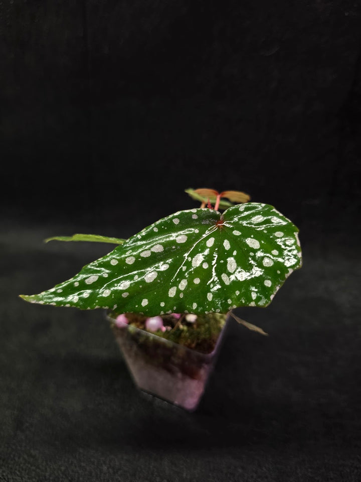 Begonia Malachosticta #03