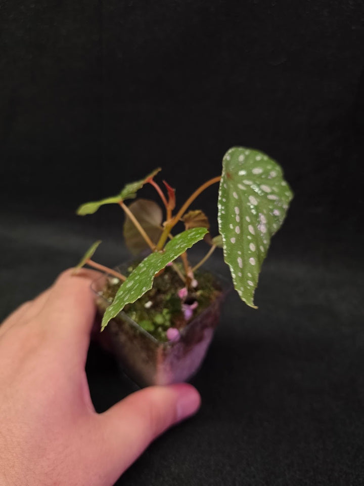 Begonia Malachosticta #03
