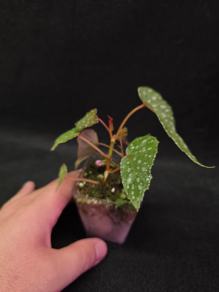 Begonia Malachosticta #03
