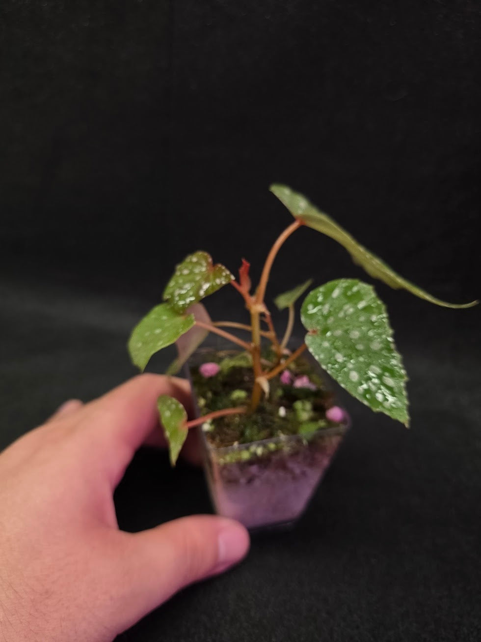 Begonia Malachosticta #03