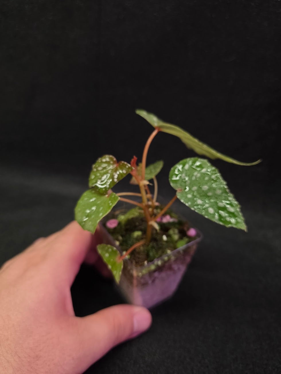 Begonia Malachosticta #03