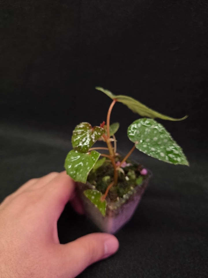 Begonia Malachosticta #03