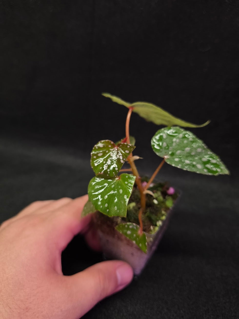 Begonia Malachosticta #03