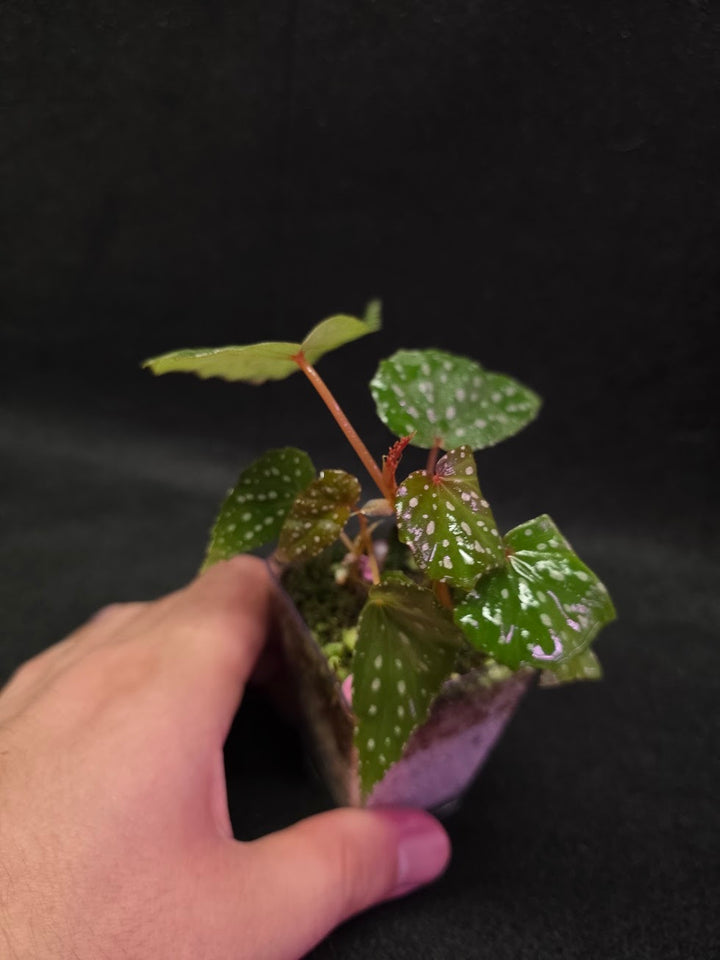 Begonia Malachosticta #03