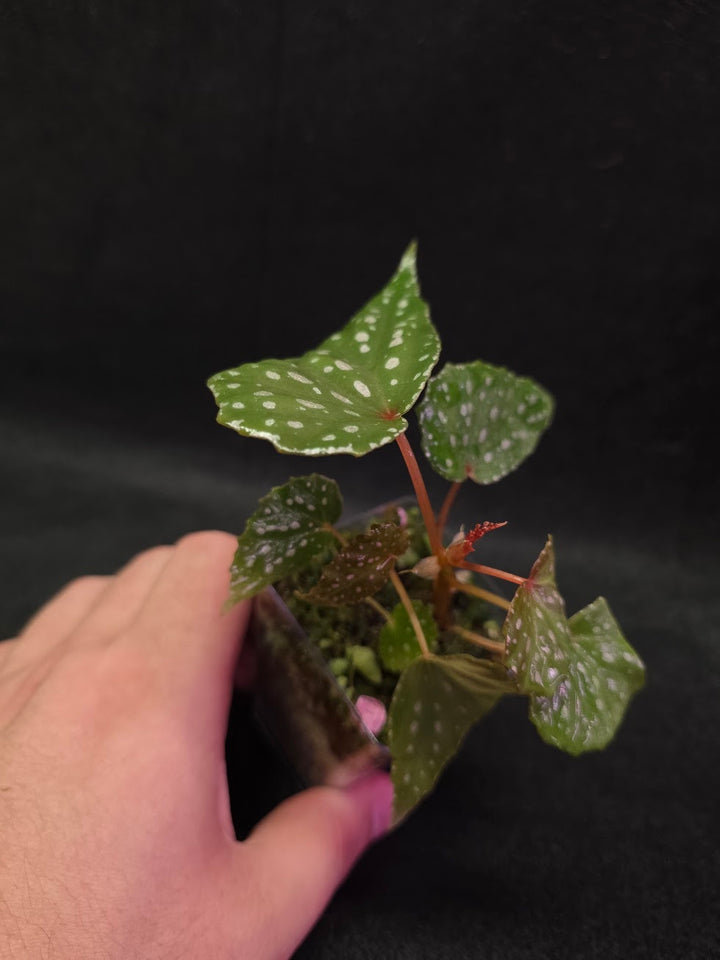 Begonia Malachosticta #03