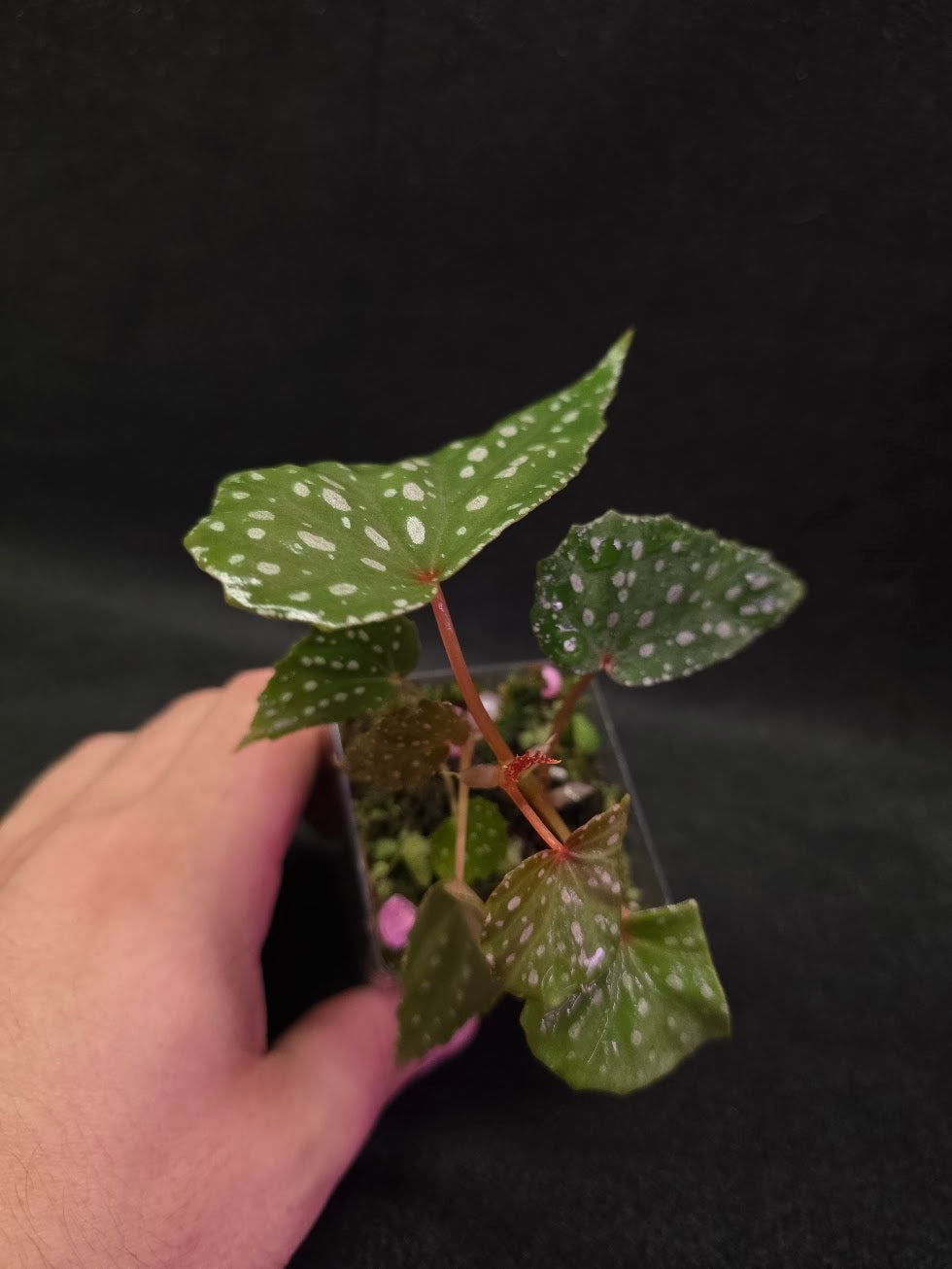 Begonia Malachosticta #03