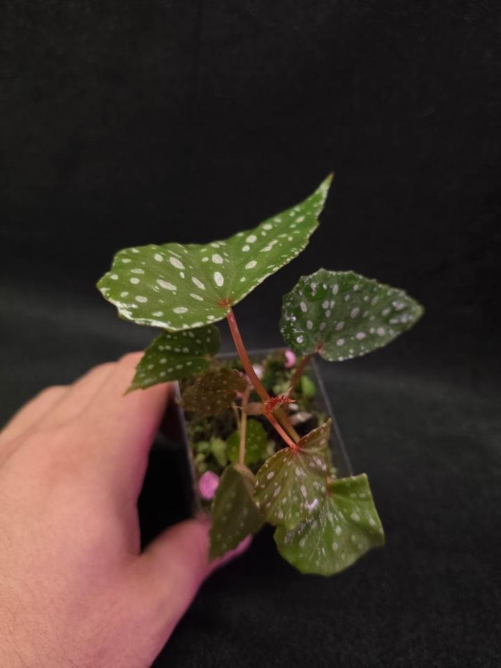 Begonia Malachosticta #03