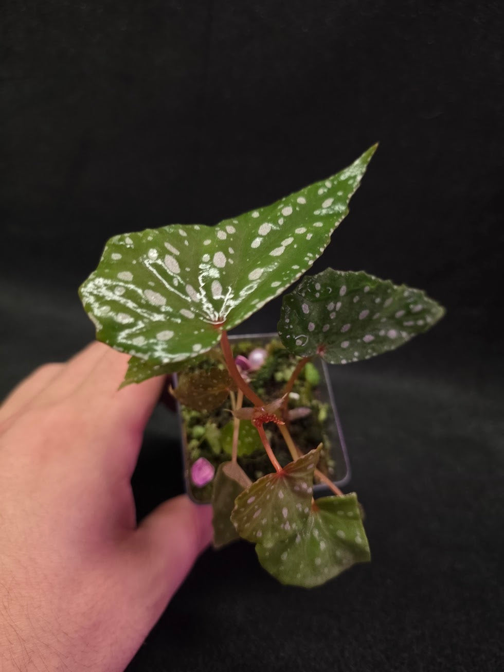 Begonia Malachosticta #03