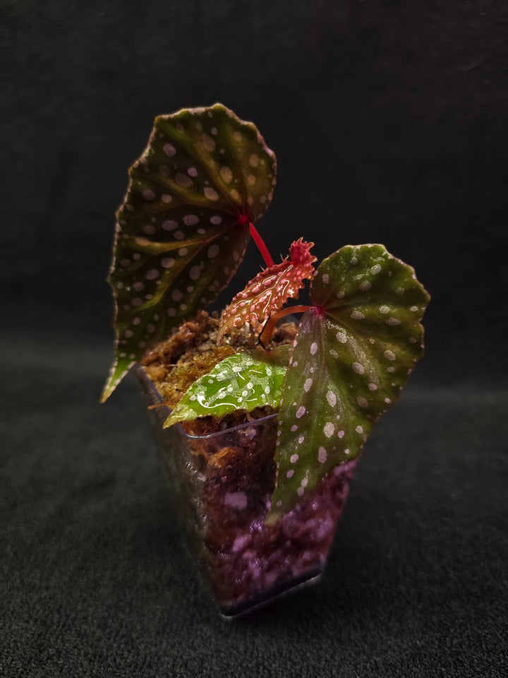 Begonia Malachosticta #05