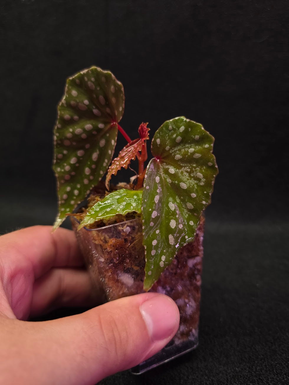 Begonia Malachosticta #05