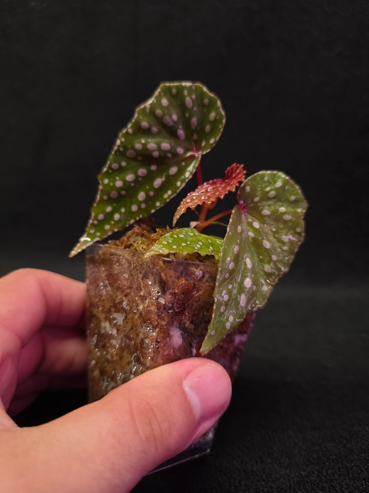 Begonia Malachosticta #05