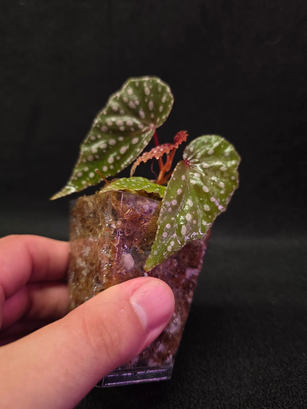 Begonia Malachosticta #05