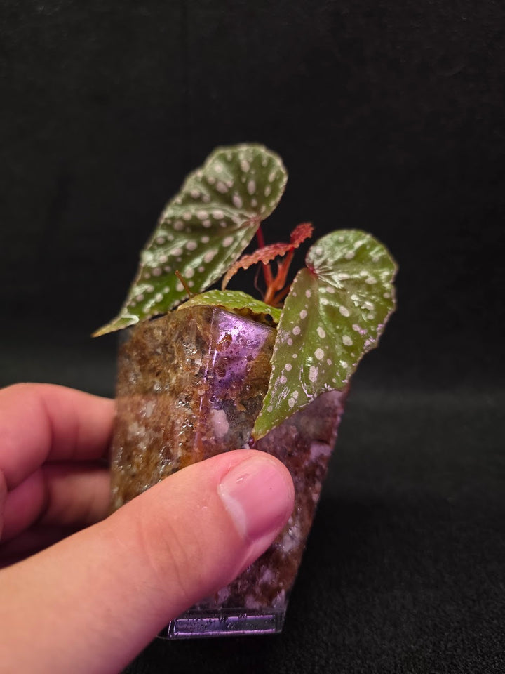 Begonia Malachosticta #05