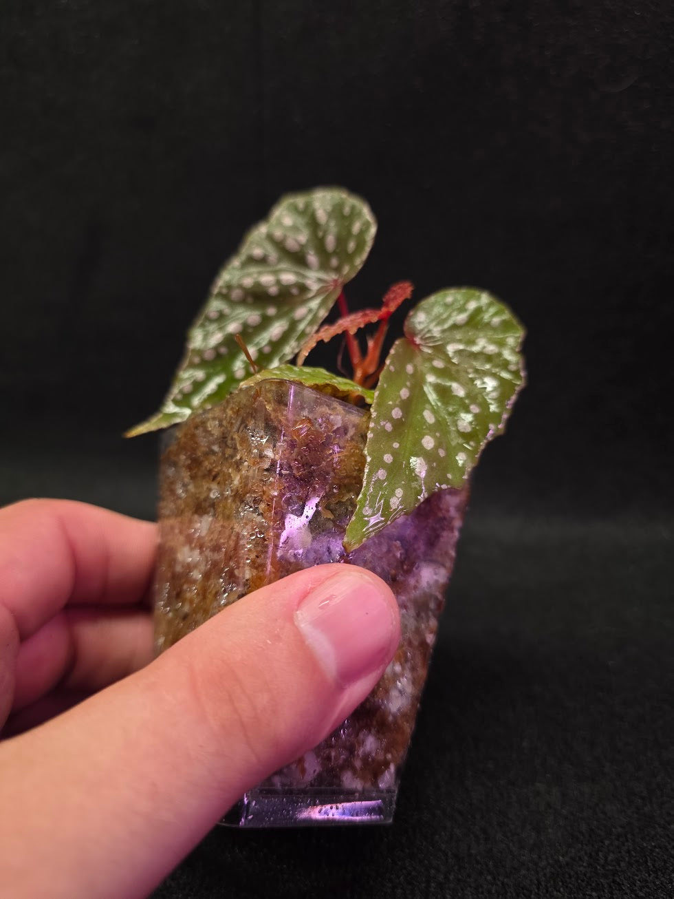 Begonia Malachosticta #05