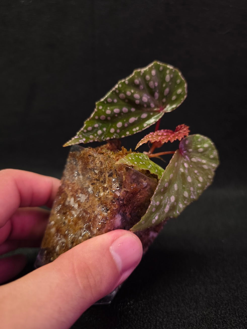 Begonia Malachosticta #05