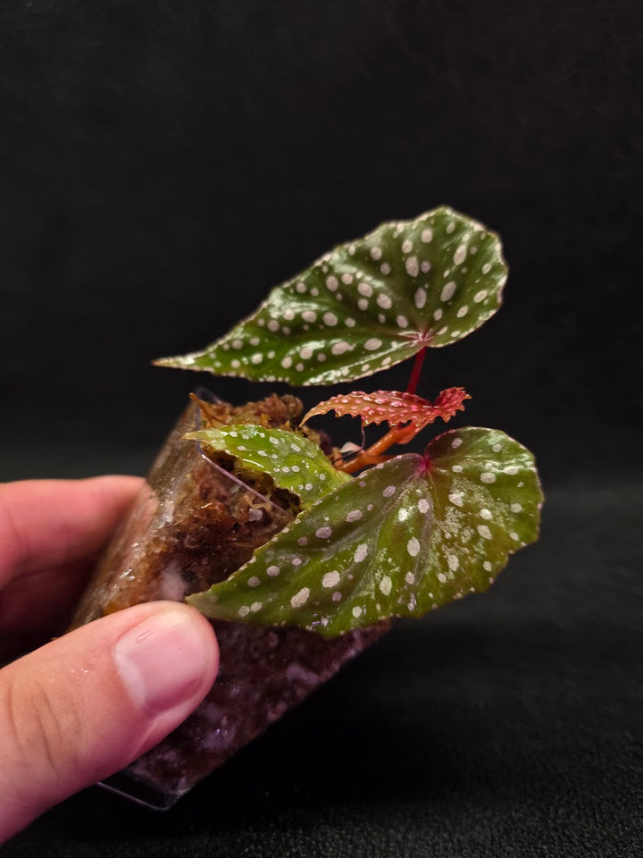 Begonia Malachosticta #05