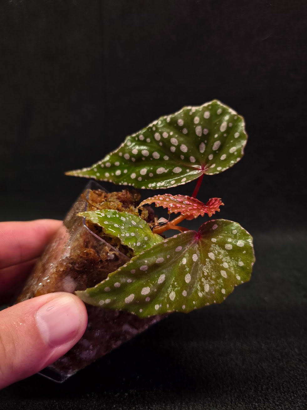 Begonia Malachosticta #05