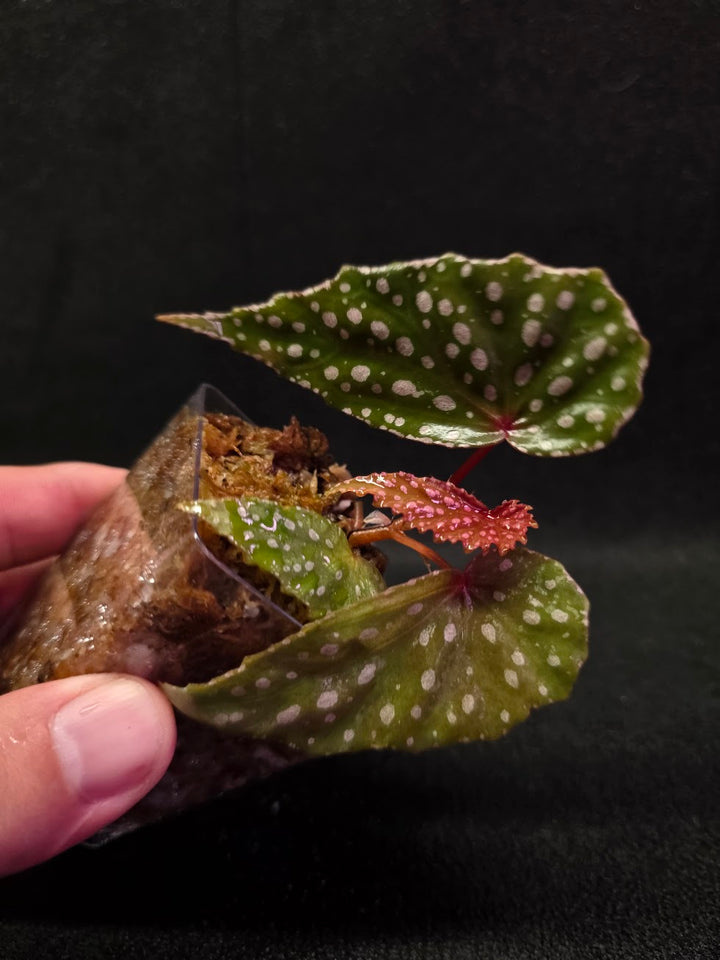 Begonia Malachosticta #05