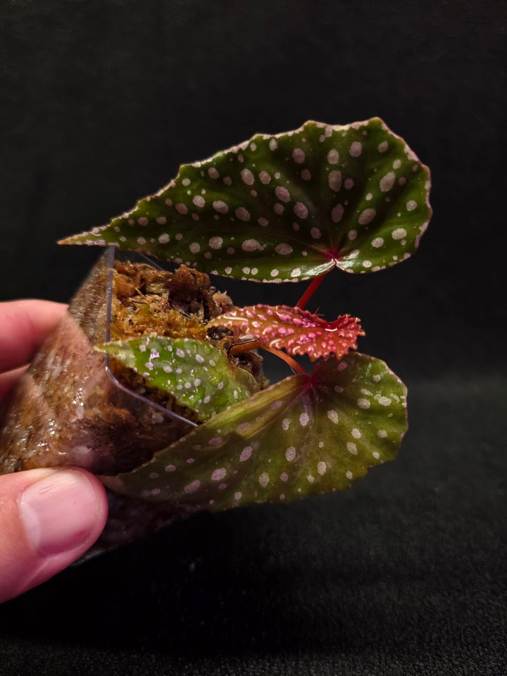 Begonia Malachosticta #05