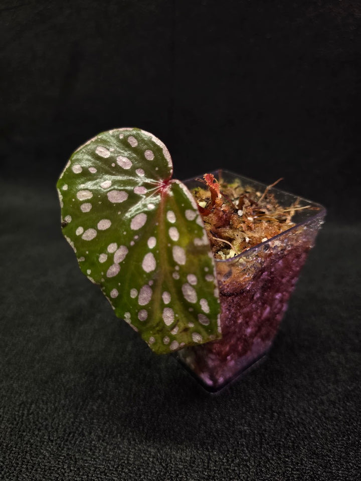 Begonia Malachosticta #06