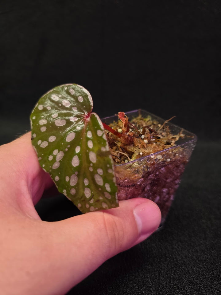 Begonia Malachosticta #06