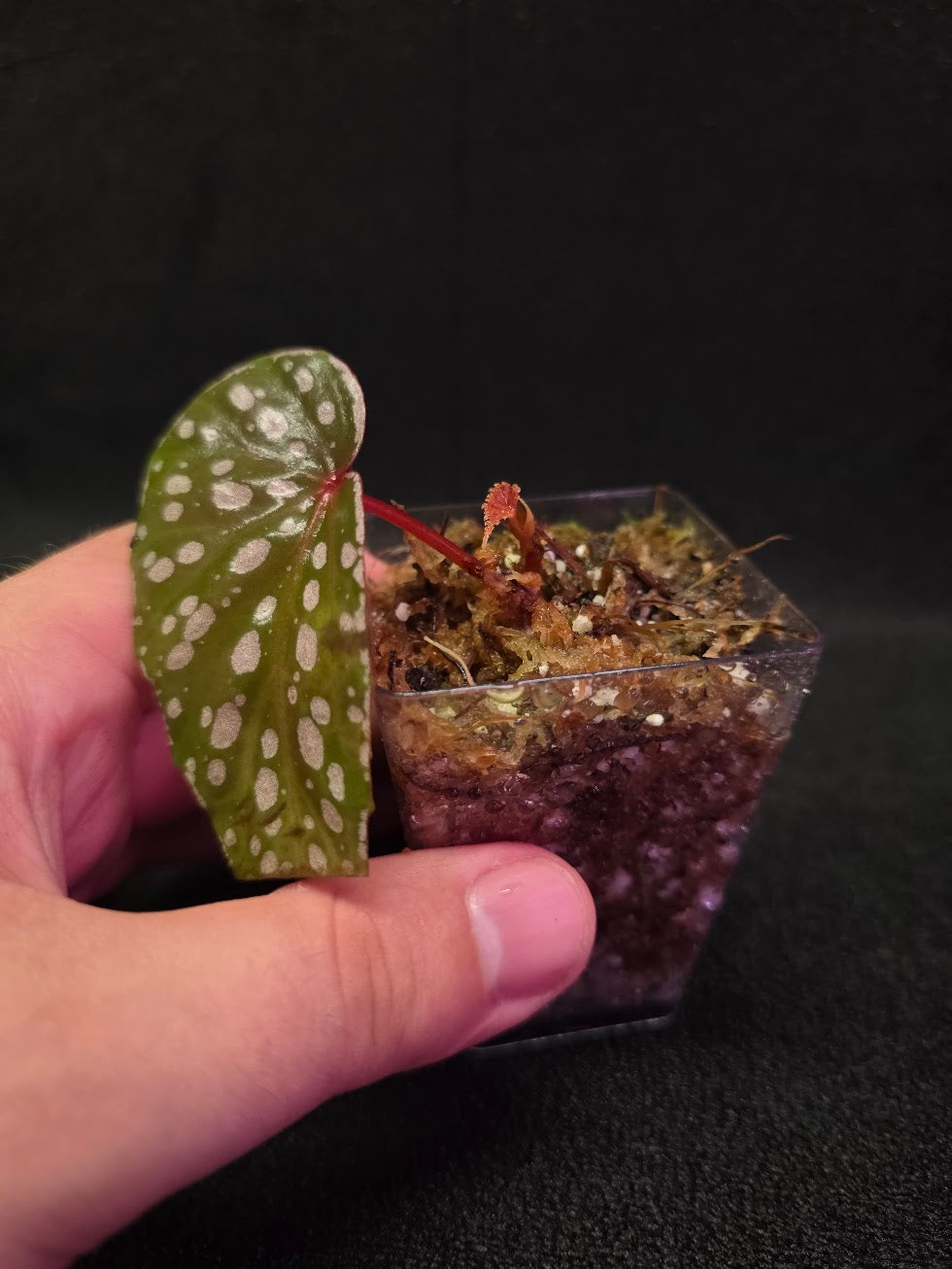 Begonia Malachosticta #06