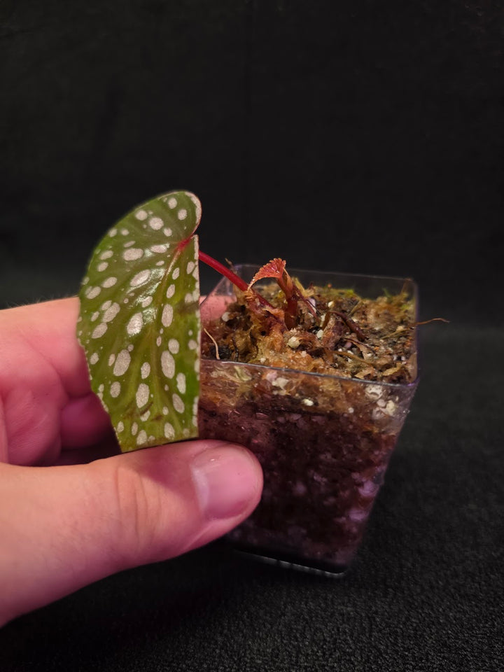 Begonia Malachosticta #06