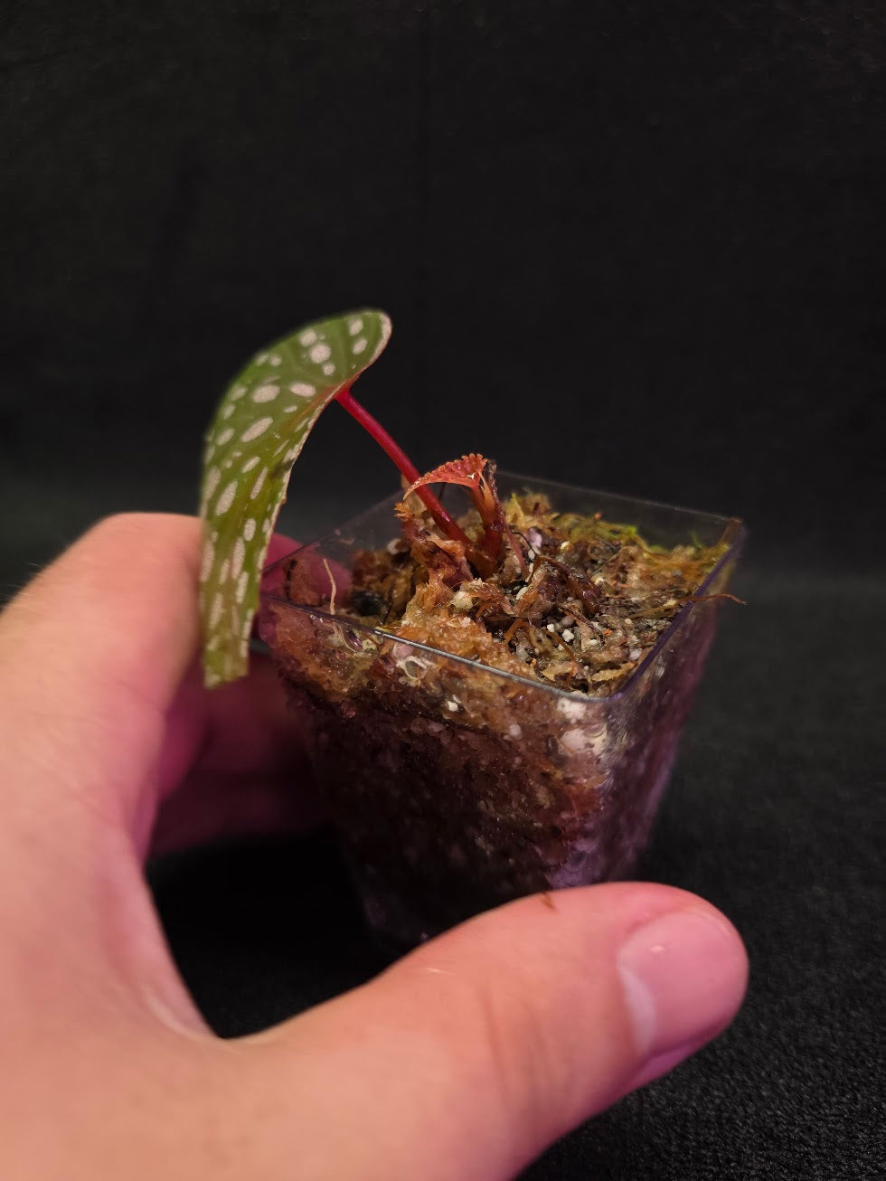 Begonia Malachosticta #06