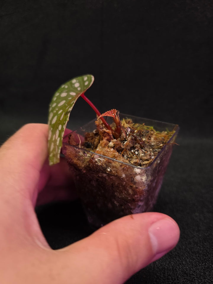 Begonia Malachosticta #06