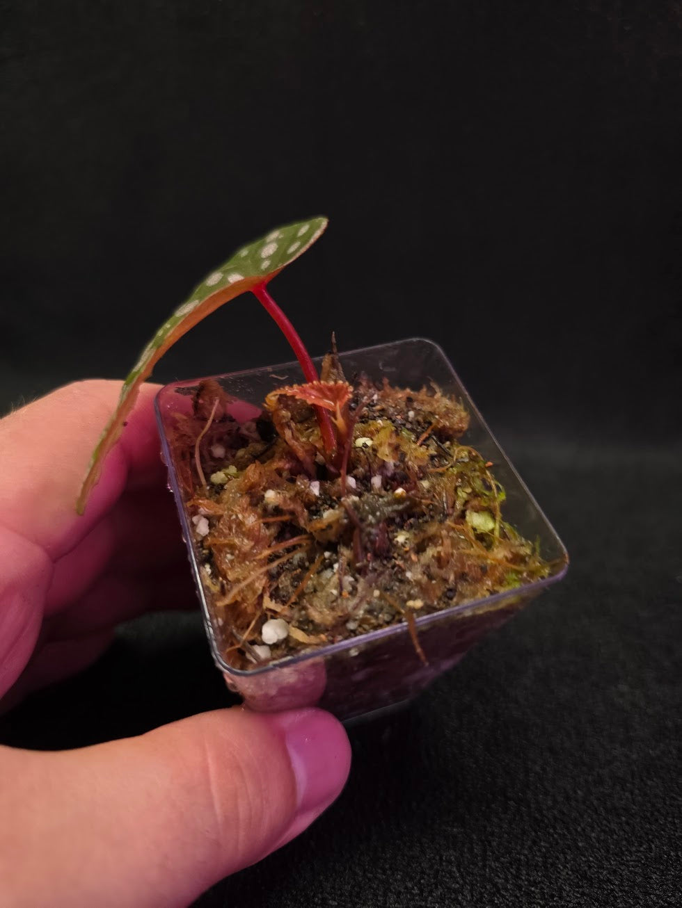Begonia Malachosticta #06