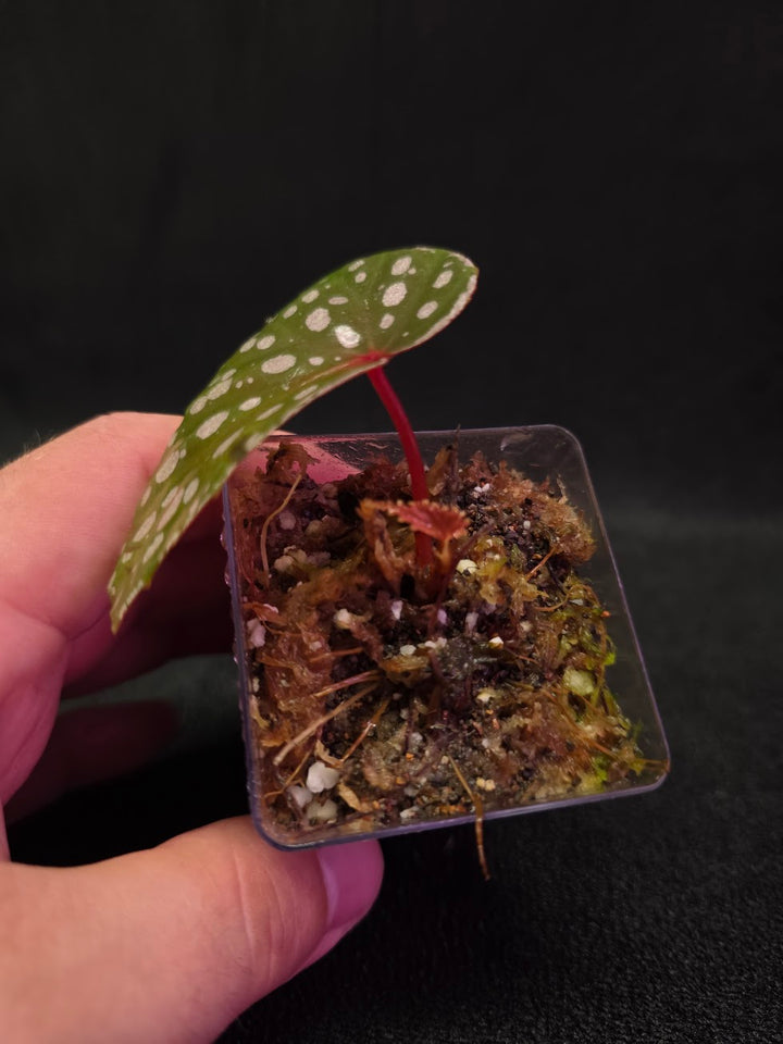 Begonia Malachosticta #06