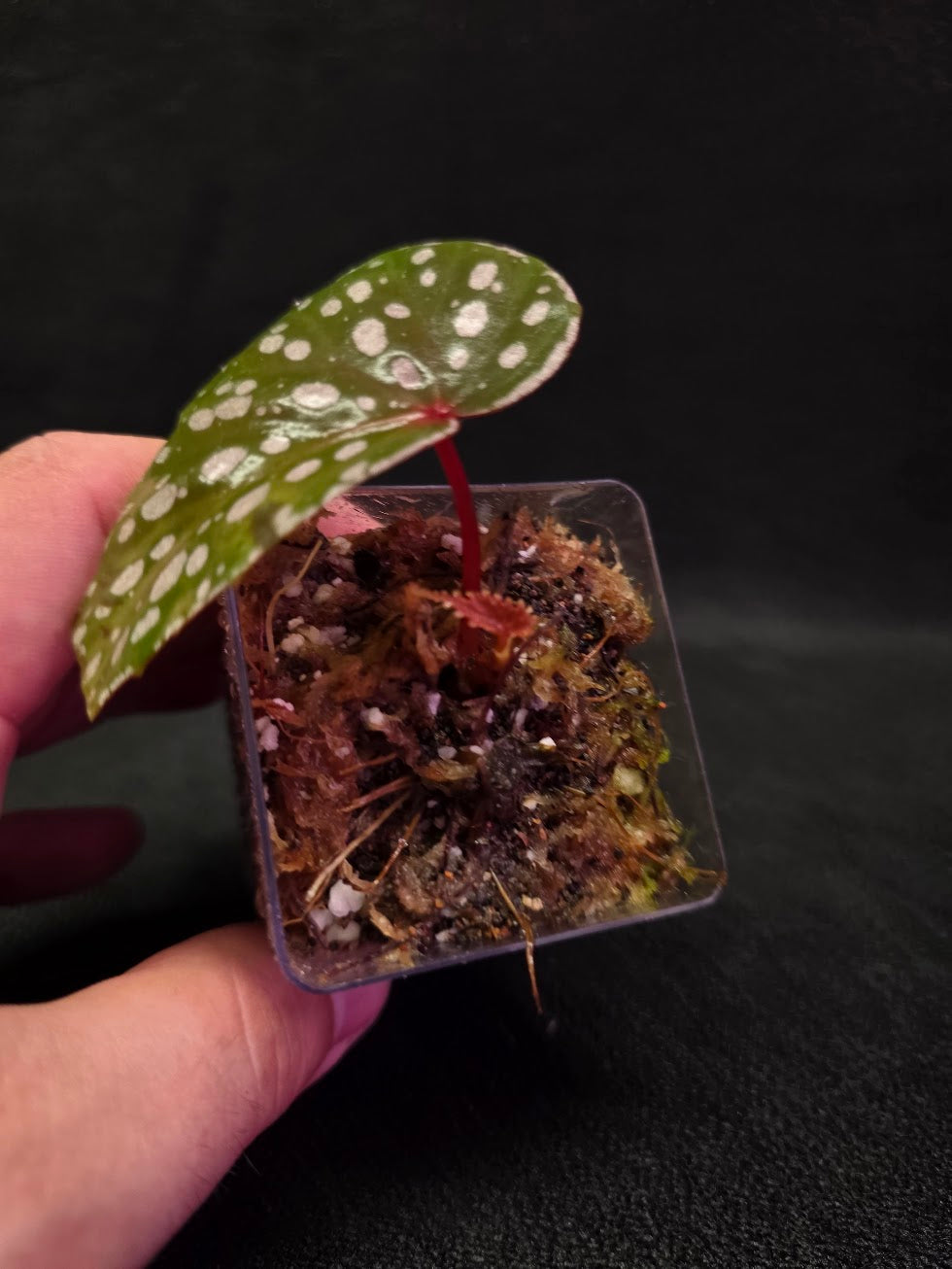 Begonia Malachosticta #06