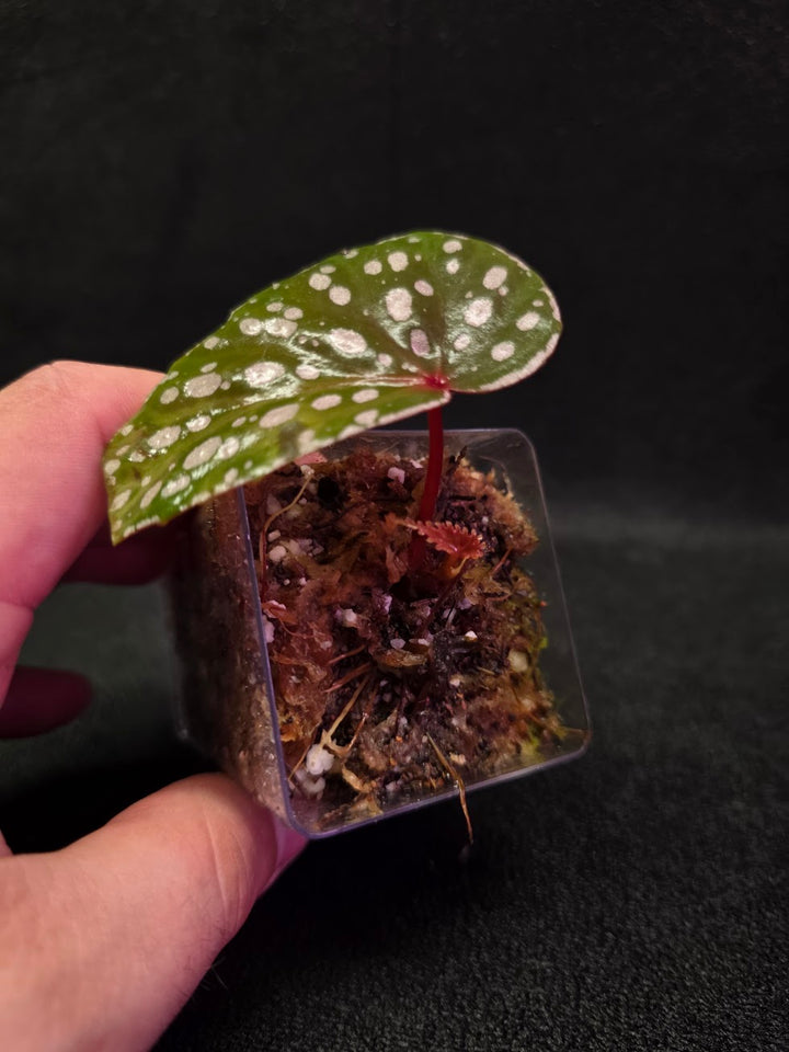 Begonia Malachosticta #06