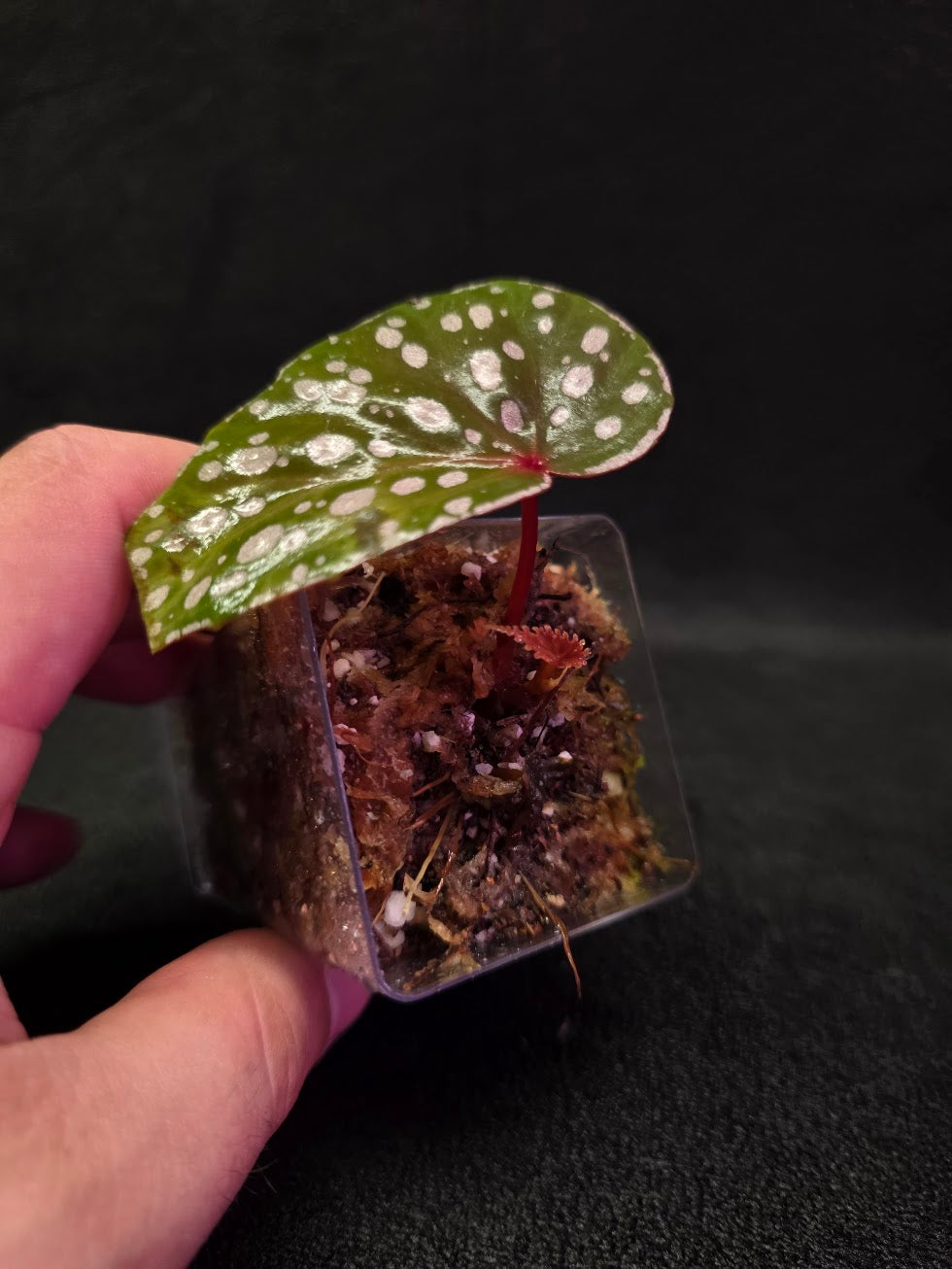 Begonia Malachosticta #06