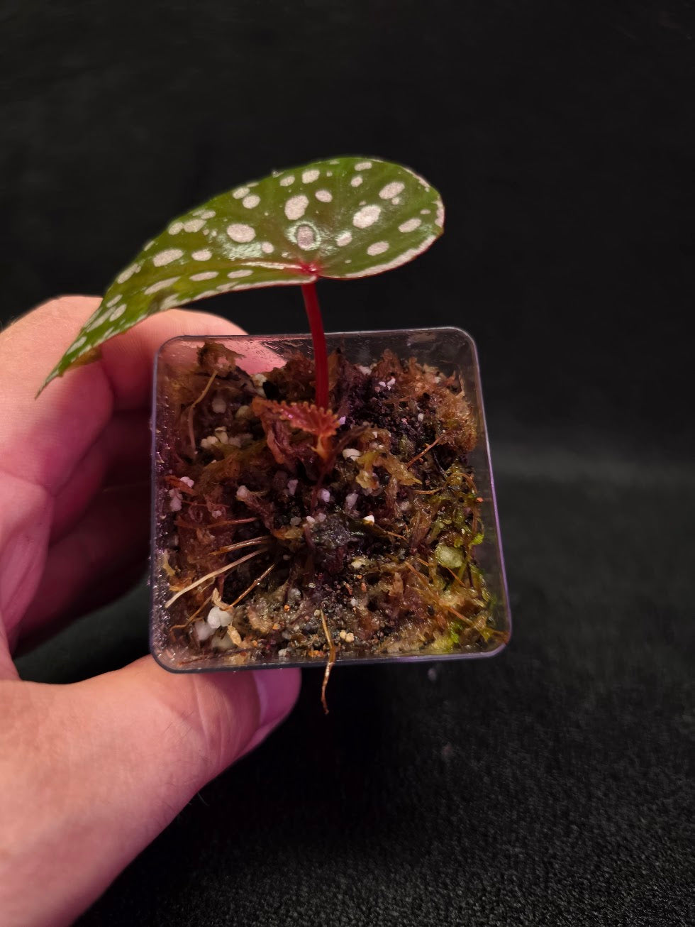 Begonia Malachosticta #06