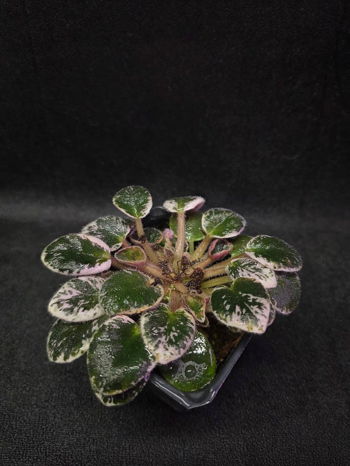 African Violet Midnight Snowfall Fantasy #01