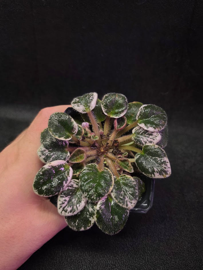 African Violet Midnight Snowfall Fantasy #01