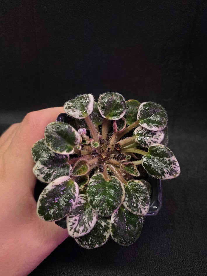 African Violet Midnight Snowfall Fantasy #01
