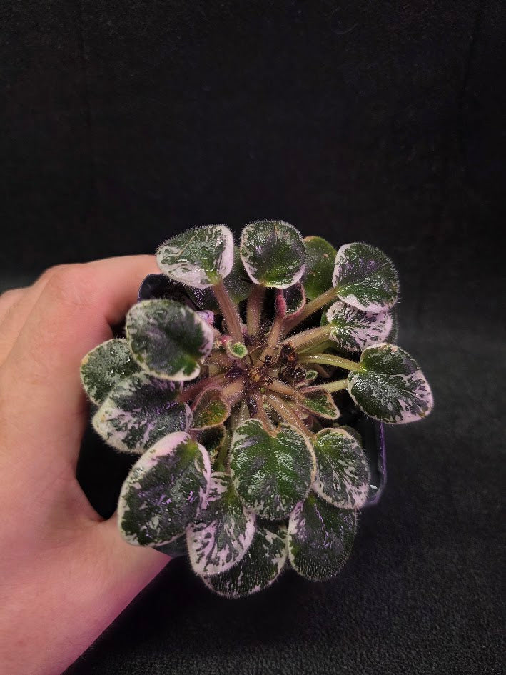 African Violet Midnight Snowfall Fantasy #01