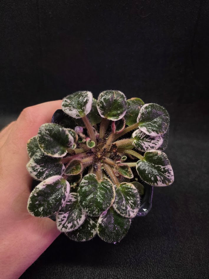 African Violet Midnight Snowfall Fantasy #01