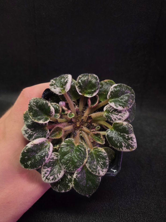 African Violet Midnight Snowfall Fantasy #01