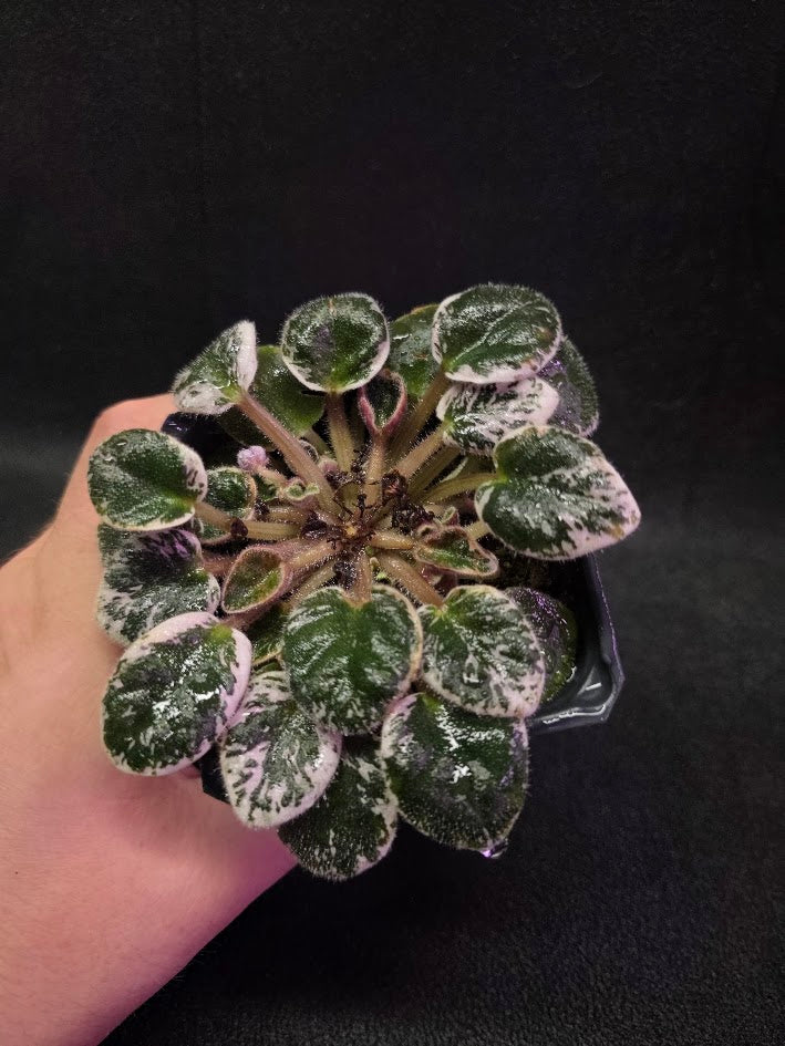 African Violet Midnight Snowfall Fantasy #01