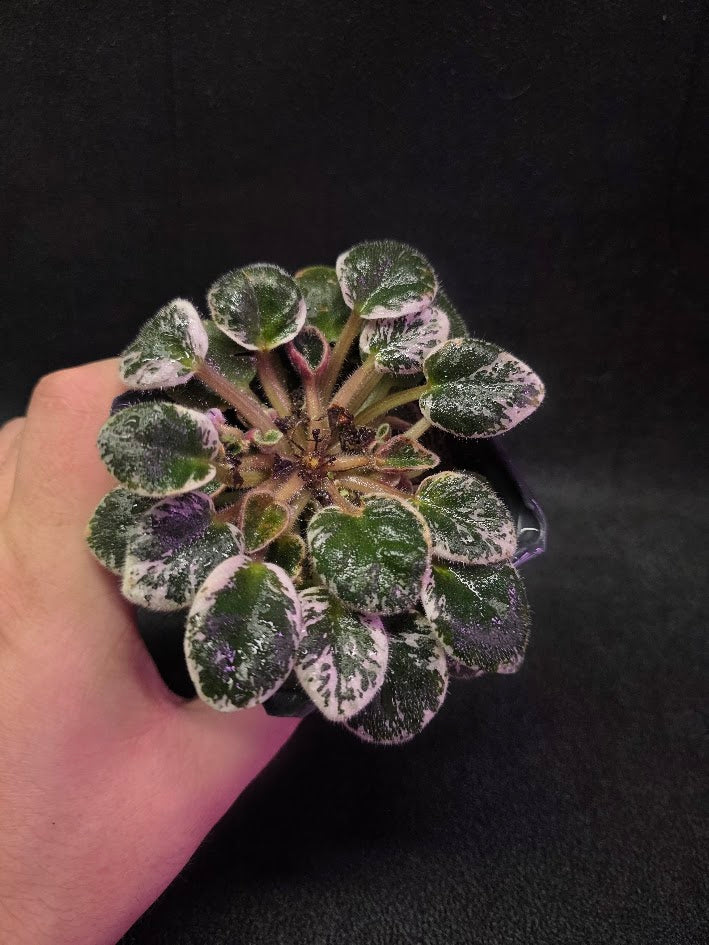 African Violet Midnight Snowfall Fantasy #01