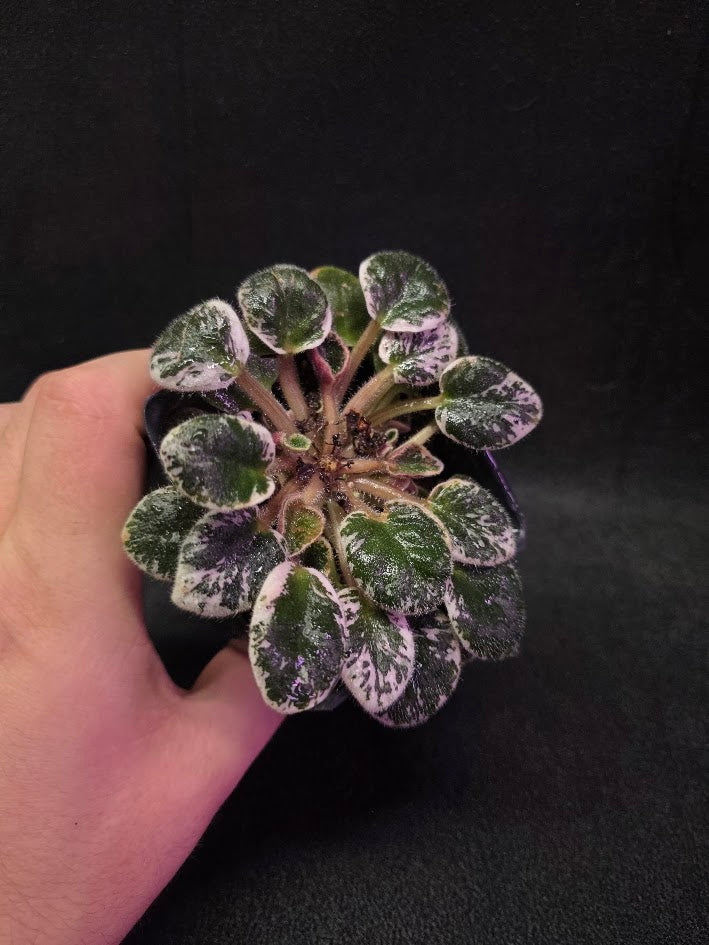 African Violet Midnight Snowfall Fantasy #01