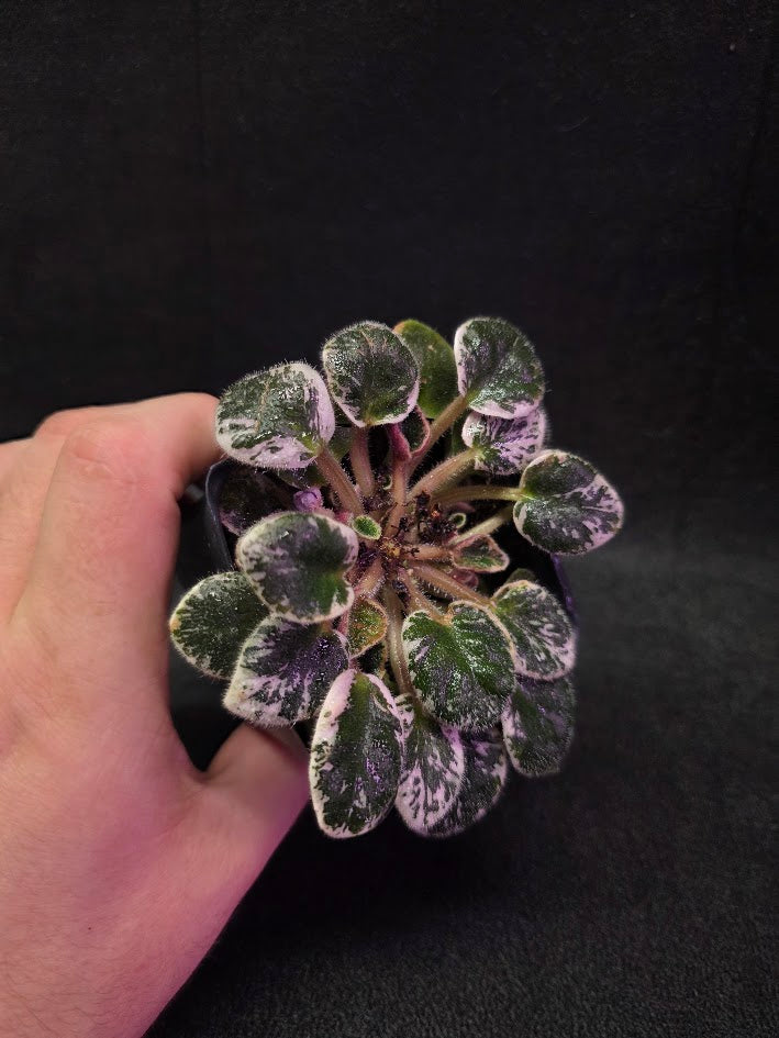 African Violet Midnight Snowfall Fantasy #01
