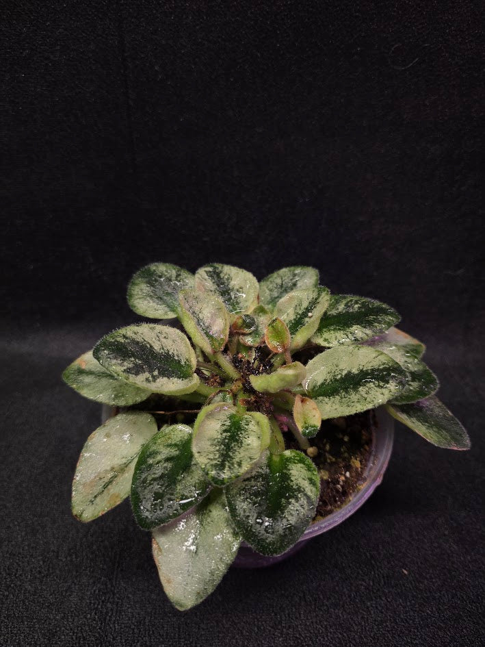 African Violet Rob's Chilly Willy #01