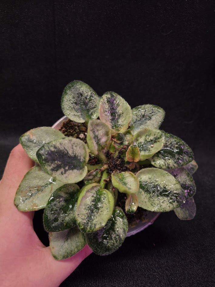 African Violet Rob's Chilly Willy #01