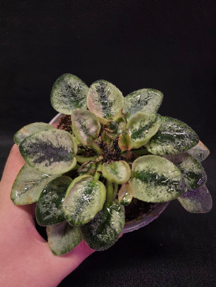African Violet Rob's Chilly Willy #01